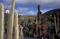 Cactus Garden_13