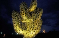 Cactus Garden Jardín del Cactus